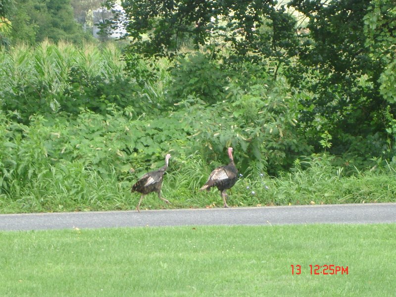 DSC03616.JPG