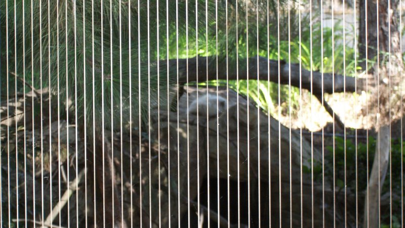 100_0799.JPG