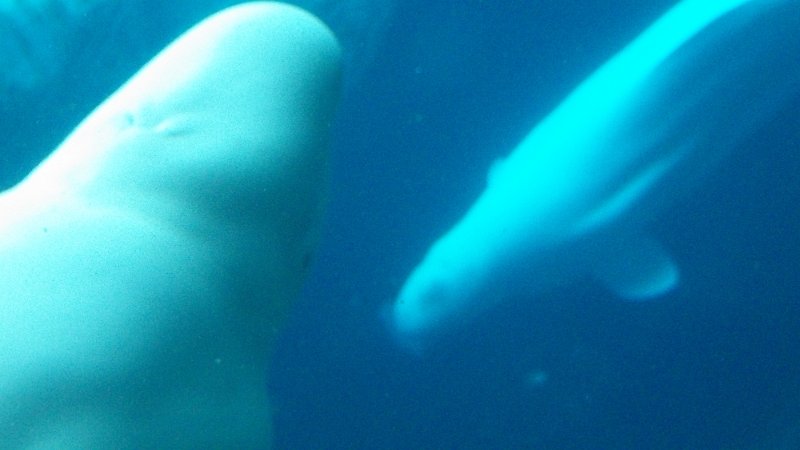 100_1004.JPG