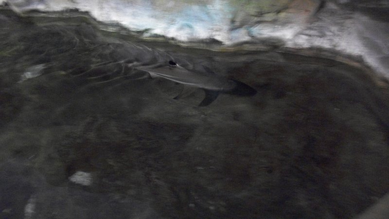 100_1032.JPG