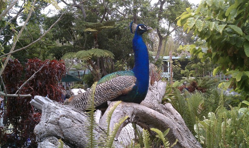 IMAG0096.jpg