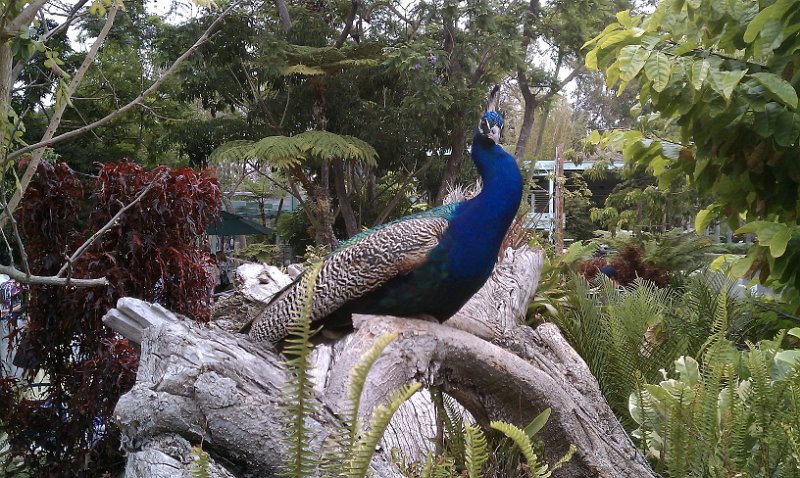 IMAG0098.jpg