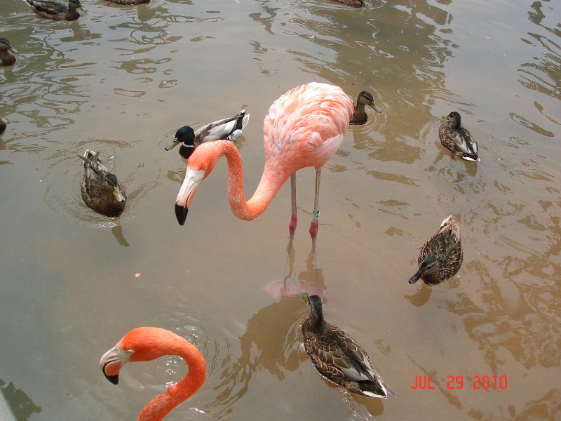 DSC04485.JPG
