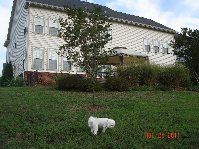 DSC05705.JPG - Backyard