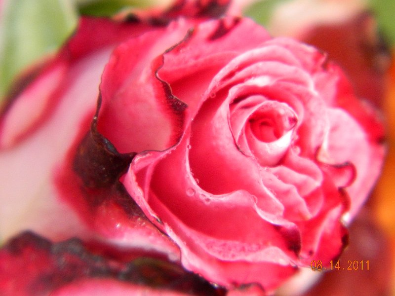 DSCN0685.JPG