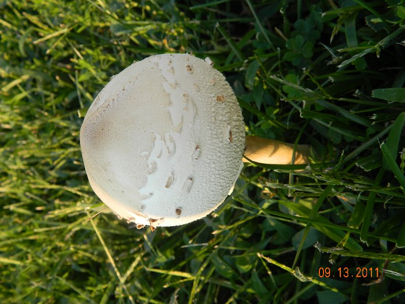 DSCN0866.JPG