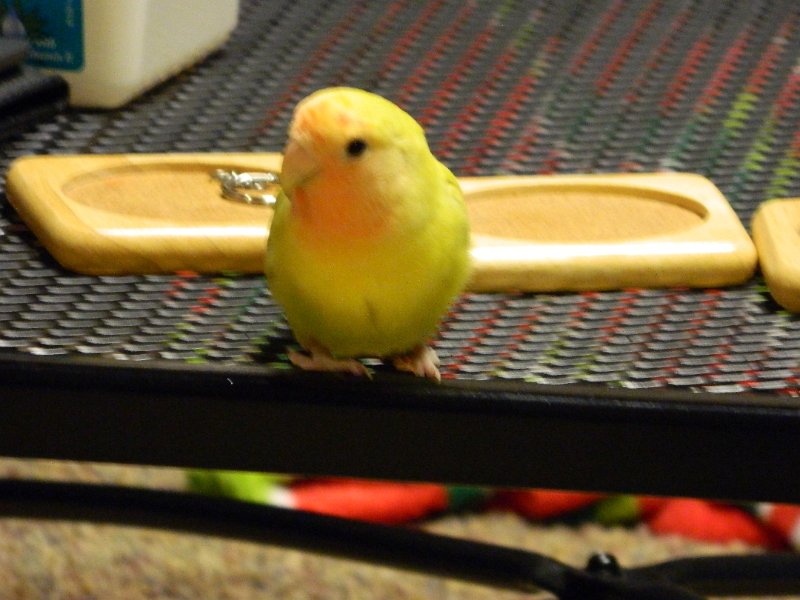 DSCN0012.JPG