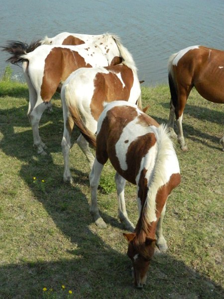 DSCN2230.JPG - 