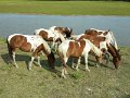 DSCN2221