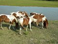DSCN2225