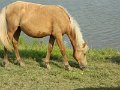 DSCN2244