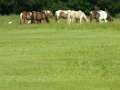 DSCN2270