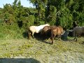 DSCN2317